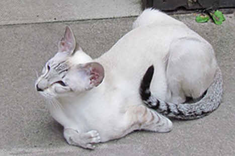 white cat with deformed front legs